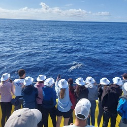 Azoren Bootsfahrt mit Wal- und Delfin-Beobachtung